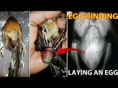 Kenali Ciri Egg Binding And Laying an egg