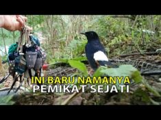 Mikat Murai Batu di Kawasan Hutan Ini – Pikat Burung – YouTube