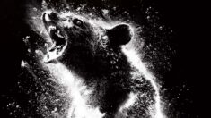 Bekijk Cocaine Bear Volledige film online gratis